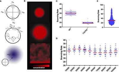 Simulating CXCR5 Dynamics in Complex Tissue Microenvironments